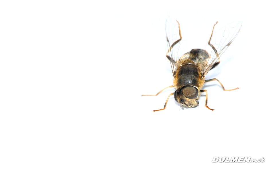 Dronefly (Female, Eristalix tenax )